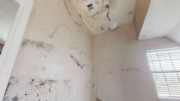 Poth, TX Mold Removal Company
