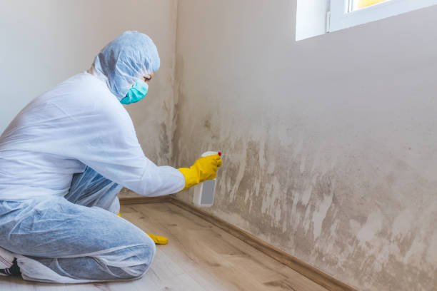 Best Mold Odor Removal Services  in Poth, TX