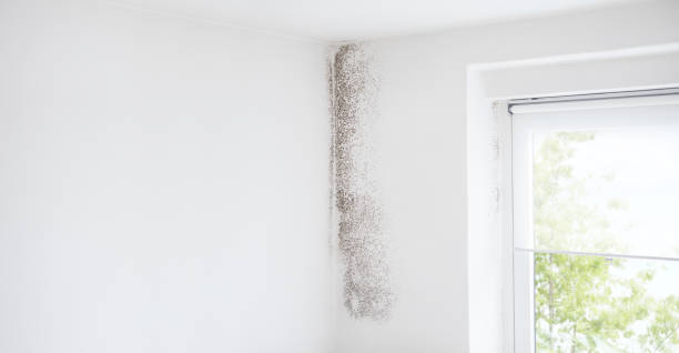 Best Mold Remediation for Healthcare Facilities  in Poth, TX