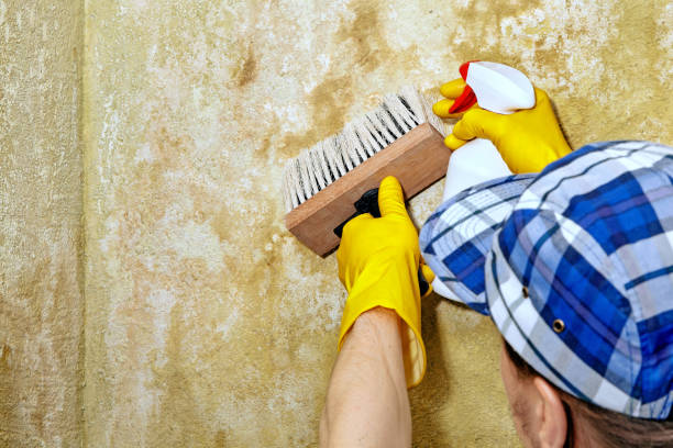Best Crawl Space Mold Remediation  in Poth, TX