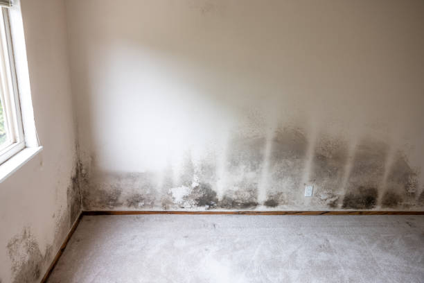 Best Mold Damage Restoration  in Poth, TX